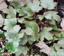 Saxifraga Mount Nachi