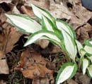 Hosta Masquerade