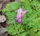 Corydalis buschii