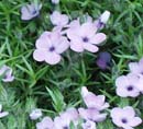 Phlox douglasii Eva
