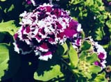   Purple Pirouette ( Harris Seeds)