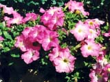   Falcon Pink Morn ( Stokes Seeds)