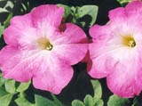   Storm Pink Morn ( Stokes Seeds)