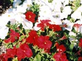   Ultra Red & White ( Harris Seeds)