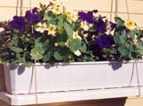   Supercascade Royal Velvet   ( Leddens Seeds)