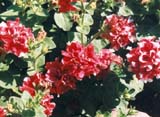   Cherry Tart ( Johnsons Seeds)