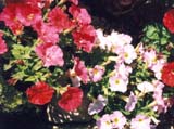   Fantasy Mix ( Stokes Seeds)