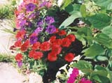   Fantasy Mix ( Stokes Seeds)