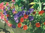   Fantasy Mix ( Stokes Seeds)