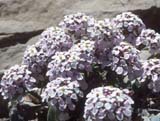 Iberis af_shistosum