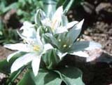Ornithogalum sp
