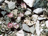 Tulipa humilis