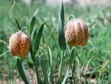 Fritillaria aurea