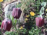 Fritillaria latifolia ssp_nobilis