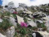 Primula-amoena
