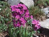 Primula amoena