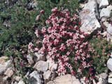 Asperula