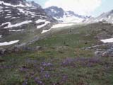  _2600m_Campanula sp
