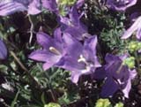 Campanula sp