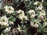 Daphne oleoides