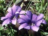 Gentiana djamilensis