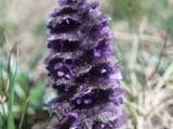 Ajuga sp