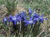  _2700m_Gentiana pontica