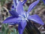 Gentiana pontica