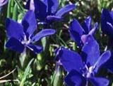 Gentiana pontica