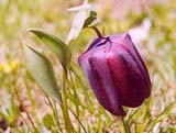 Fritillaria latifolia less green