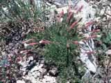 04 Silene sp