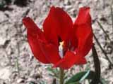 Tulipa sintenisii
