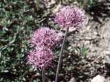 Allium sp