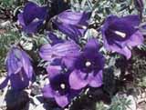 Campanula pulvinaris