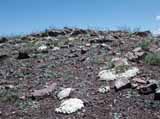 Androsace villosa_ssp