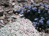 Androsace_Myosotis
