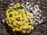 Alyssum_sp_Androsace