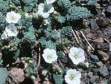 Geranium armenum