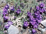 Campanula pulvinaris
