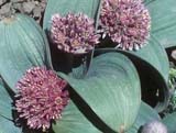 Allium akaka