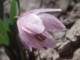 Fritillaria alburiana