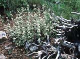 Salvia sp