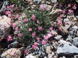 Saponaria sp