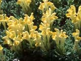 Scutellaria orientalis