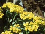 Alyssum propinqum