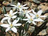 Ornithogalum sp