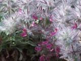 Stachys lavandulifolia