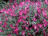 Onobrychis cornuta
