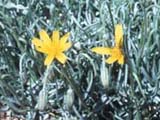 Scorconera sericea