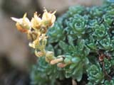 Saxifraga kotschyi